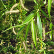 Blätterfoto Salix x sepulcralis